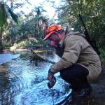 Quick drink from a crystal clear bush stream 