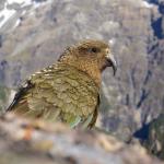 Mountain parrot