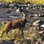 with a great set of horns