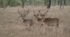 Stags89
